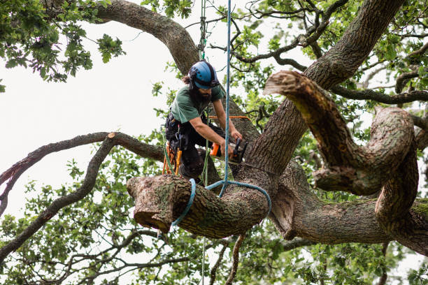 How Our Tree Care Process Works  in  Northport, NY