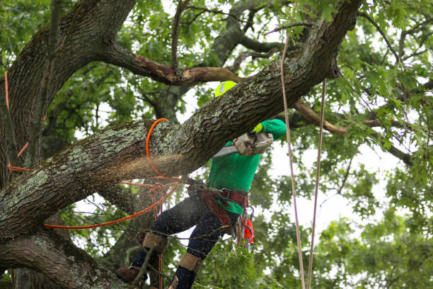 Leaf Removal in Northport, NY