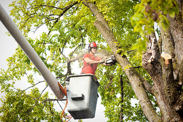  Northport, NY Tree Removal Services Pros