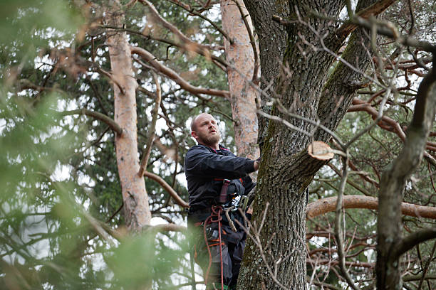 Best Hazardous Tree Removal  in Northport, NY